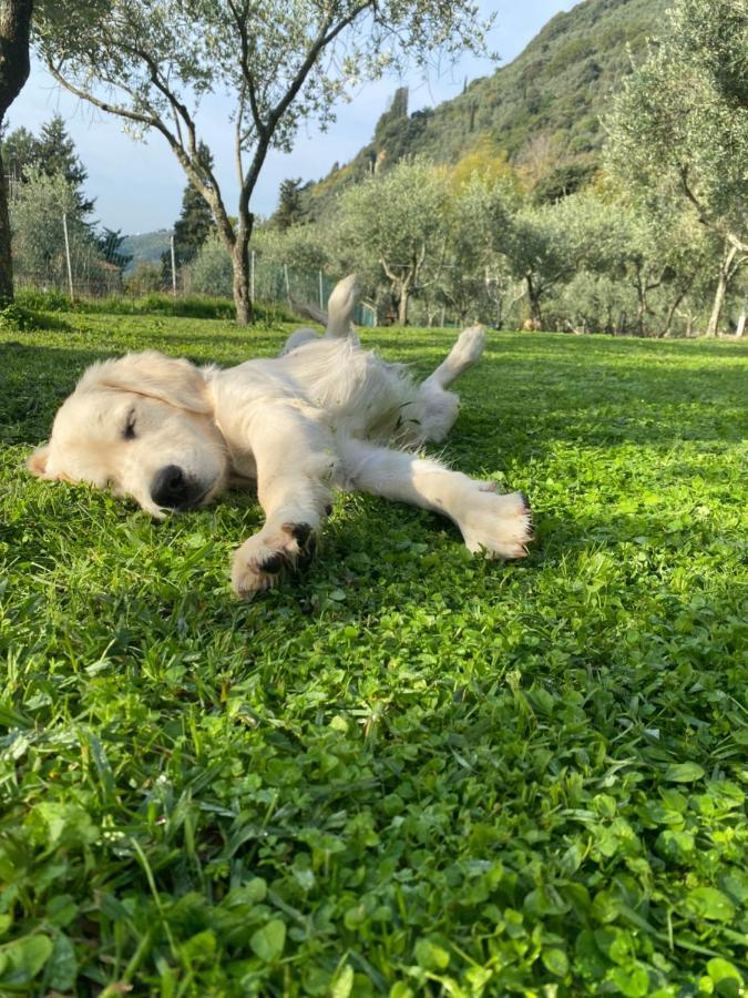 Sotto Il Cielo Di Toscana Appartamenti In Tenuta Only Adults No Pet กาไมโยเร ภายนอก รูปภาพ