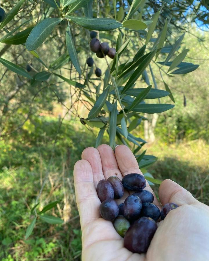Sotto Il Cielo Di Toscana Appartamenti In Tenuta Only Adults No Pet กาไมโยเร ภายนอก รูปภาพ