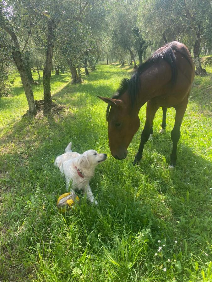 Sotto Il Cielo Di Toscana Appartamenti In Tenuta Only Adults No Pet กาไมโยเร ภายนอก รูปภาพ